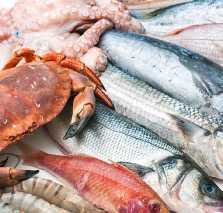 Mackerel/Kingfish,Horse Mackerel, Squid, Pomfret, Shrimp, Sardine 