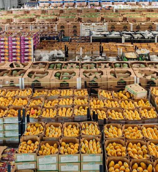 Australian Wholesale Seafood Supplier